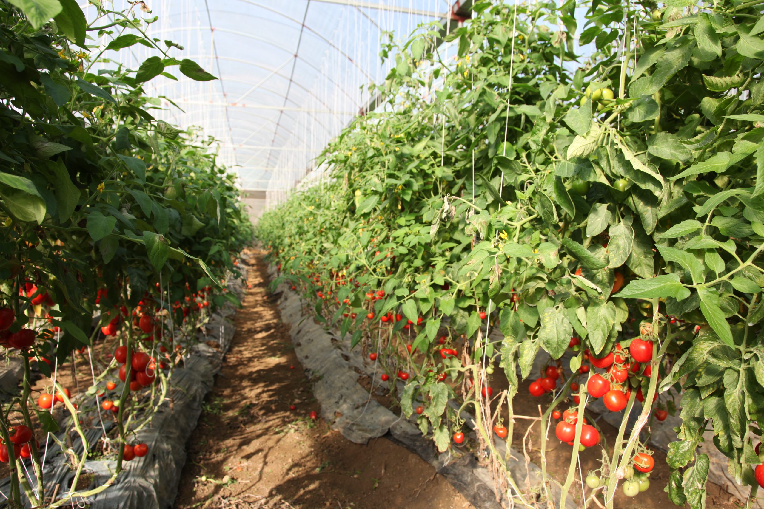 Chuyển đổi số hướng tới nông thôn mới thông minh Chuyển đổi số hướng tới nông thôn mới thông minh