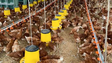 Vĩnh Thành Đạt ra mắt thương hiệu trứng gà chăn nuôi đạt chuẩn nhân đạo đầu tiên tại Việt Nam Vĩnh Thành Đạt ra mắt thương hiệu trứng gà chăn nuôi đạt chuẩn nhân đạo đầu tiên tại Việt Nam