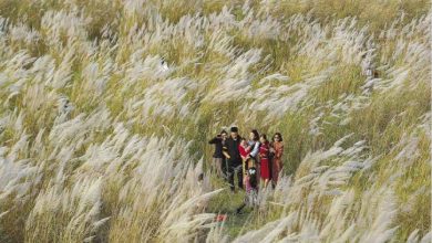 Cùng ngắm, thưởng ngoạn bãi cỏ lau đẹp nhất Hà Nội