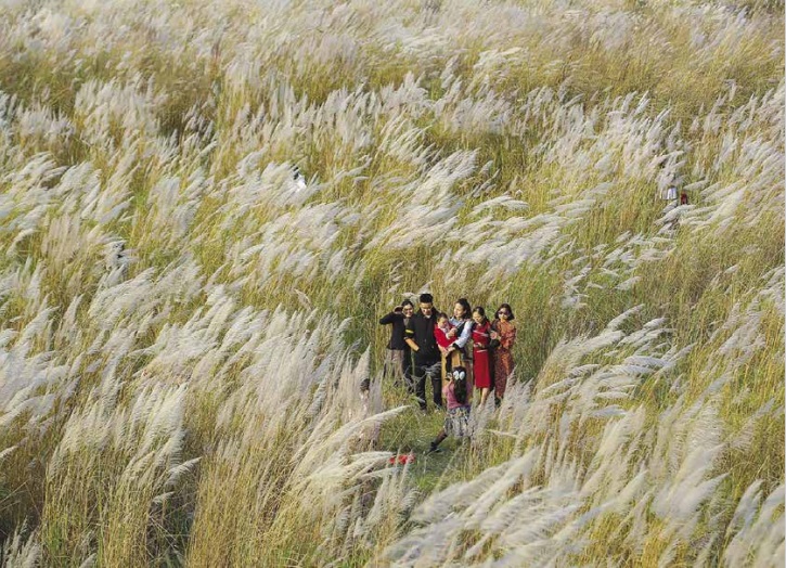 Cùng ngắm, thưởng ngoạn bãi cỏ lau đẹp nhất Hà Nội