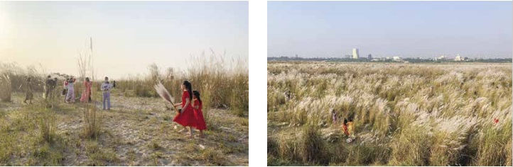 Cùng ngắm, thưởng ngoạn bãi cỏ lau đẹp nhất Hà Nội