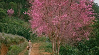 Thời tiết Đà Lạt hợp để đi du lịch Tết Thời tiết Đà Lạt hợp để đi du lịch Tết