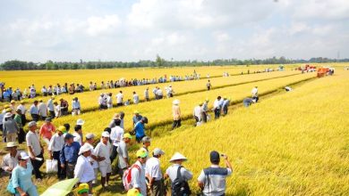 Hưng Yên: Nhiều bất cập trong công tác dồn điền đổi thửa? Hưng Yên: Nhiều bất cập trong công tác dồn điền đổi thửa?