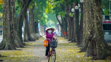 ‘Phố Sấu’ Hà Nội ‘Phố Sấu’ Hà Nội