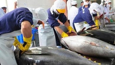 Xuất khẩu cá ngừ sang Peru tăng đột biến