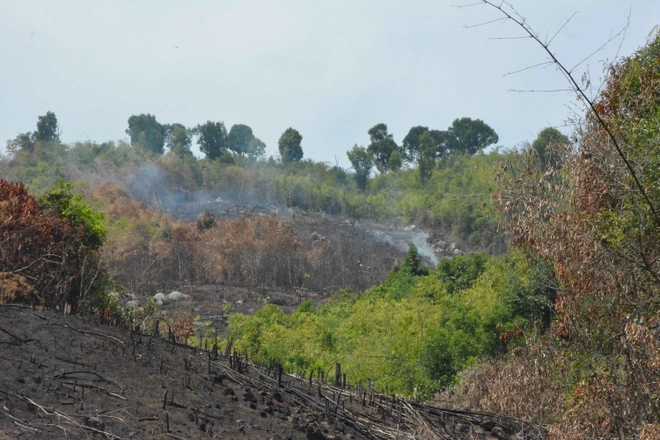 Hơn 74 ha rừng ở Đắk Lắk bị 'cạo trọc' để chiếm đất sản xuất