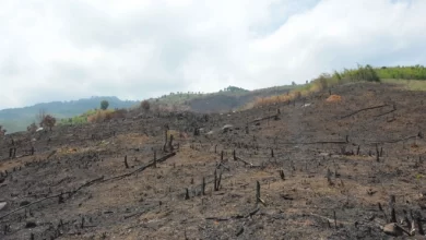 Hơn 74 ha rừng ở Đắk Lắk bị 'cạo trọc' để chiếm đất sản xuất Hơn 74 ha rừng ở Đắk Lắk bị 'cạo trọc' để chiếm đất sản xuất