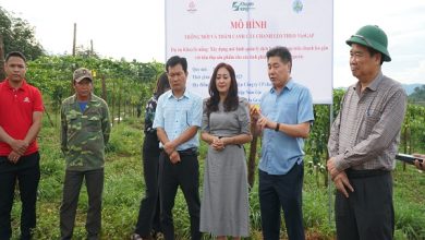 Doanh nghiệp Gia Lai "khát" sản phẩm hữu cơ