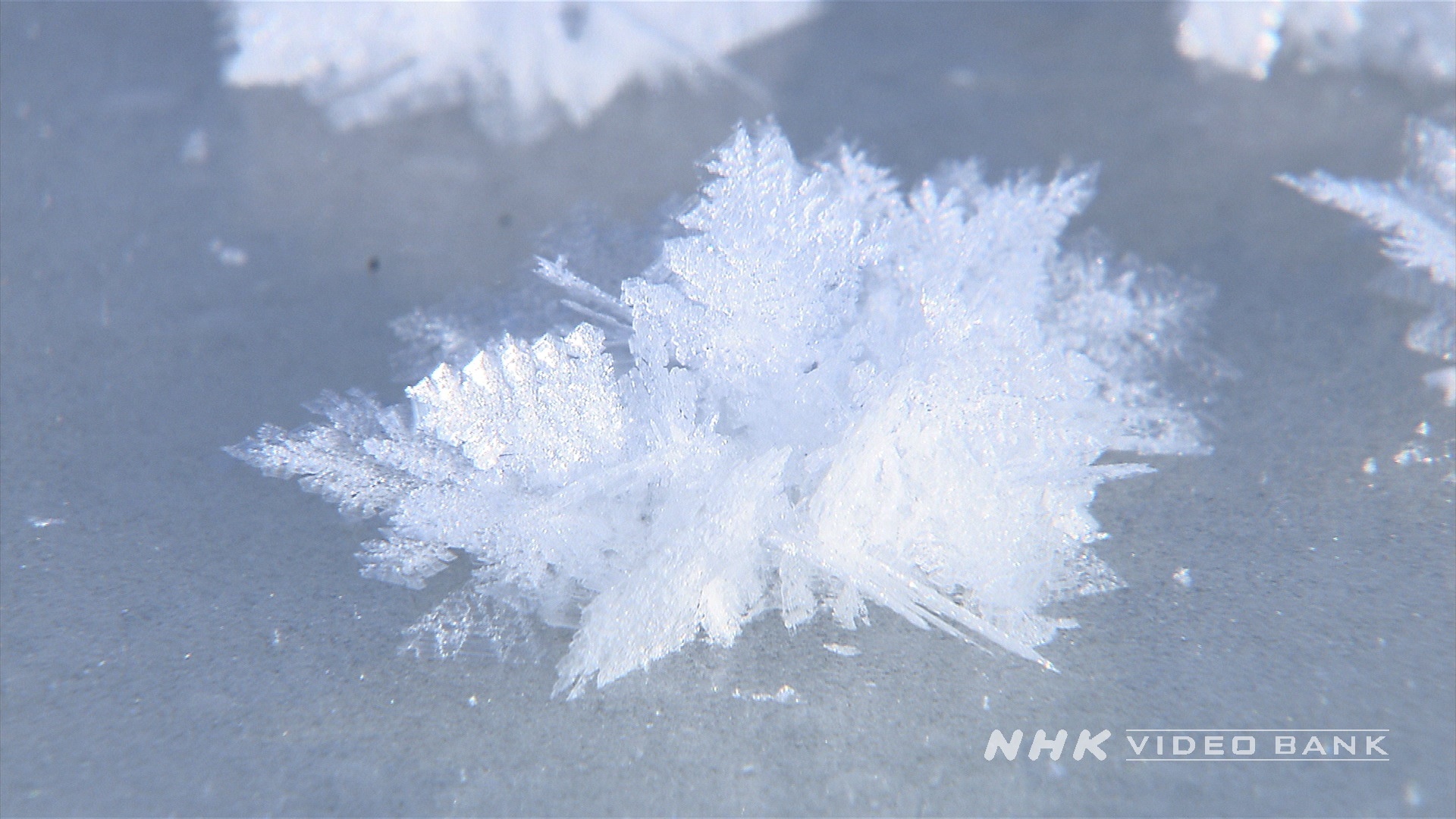 Hiện tượng hồ nở hoa băng ở Nhật