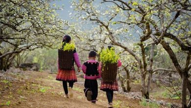 Chiến lược “đại dương xanh” trong phát triển du lịch