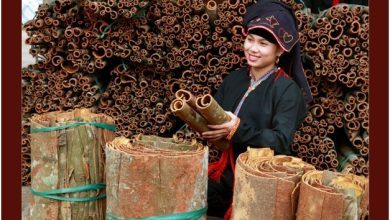 Đẩy mạnh du lịch nông nghiệp gắn với chuyển đổi số