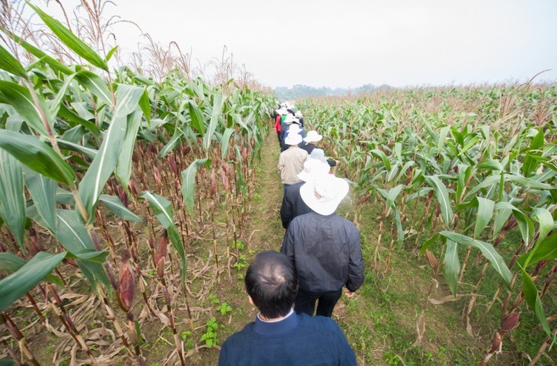 Liên kết doanh nghiệp phát triển vùng nguyên liệu thức ăn chăn nuôi Liên kết doanh nghiệp phát triển vùng nguyên liệu thức ăn chăn nuôi