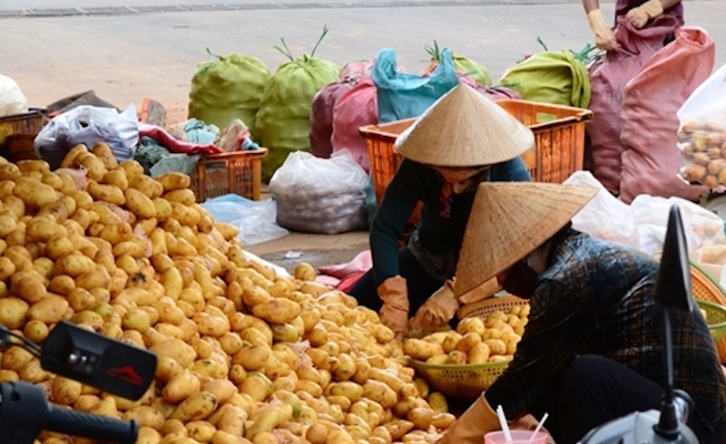 Nghịch lý thị trường rau quả Nghịch lý thị trường rau quả