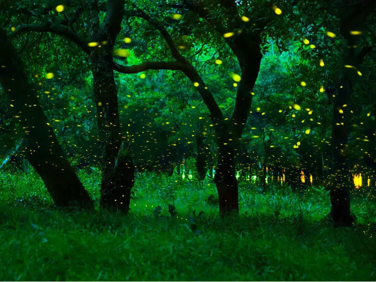 5 địa điểm phát sáng trên thế giới