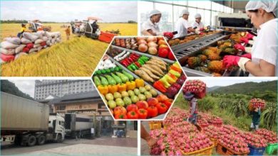 Liên kết chặt chẽ sản xuất và chế biến, tiêu thụ Liên kết chặt chẽ sản xuất và chế biến, tiêu thụ