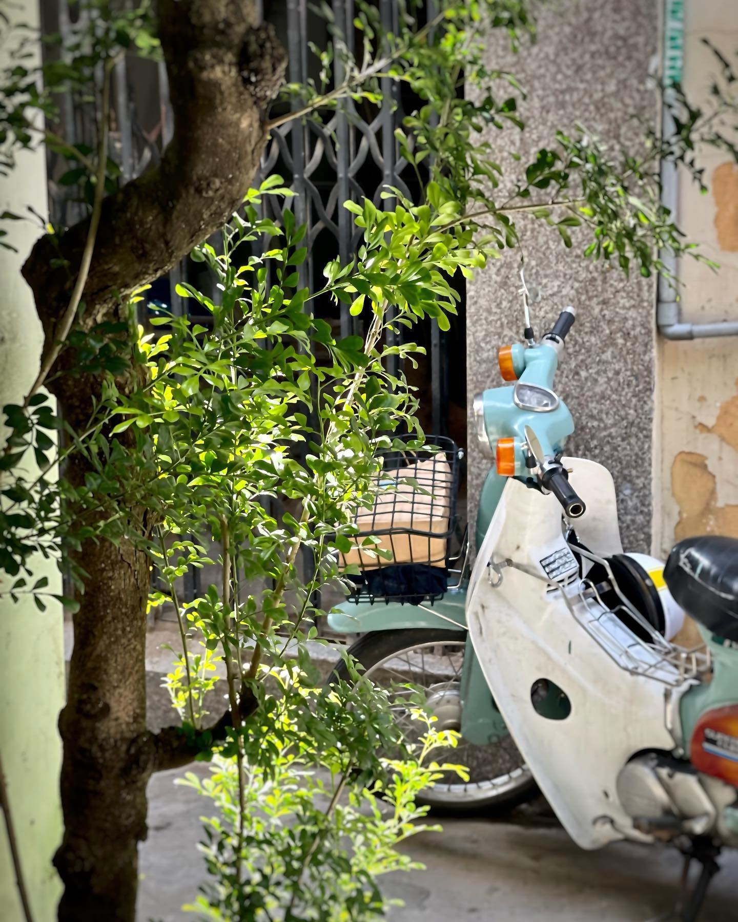 Ngày không vội vã ở những quán cà phê xanh tại TP.HCM