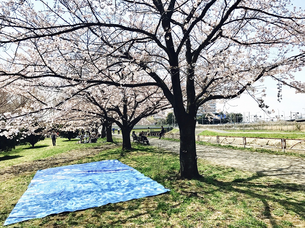 Loạt quy tắc cần nhớ khi đi ngắm hoa anh đào ở Nhật