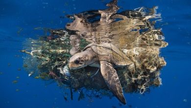 Loạt tác phẩm thắng giải nhiếp ảnh dưới nước Loạt tác phẩm thắng giải nhiếp ảnh dưới nước