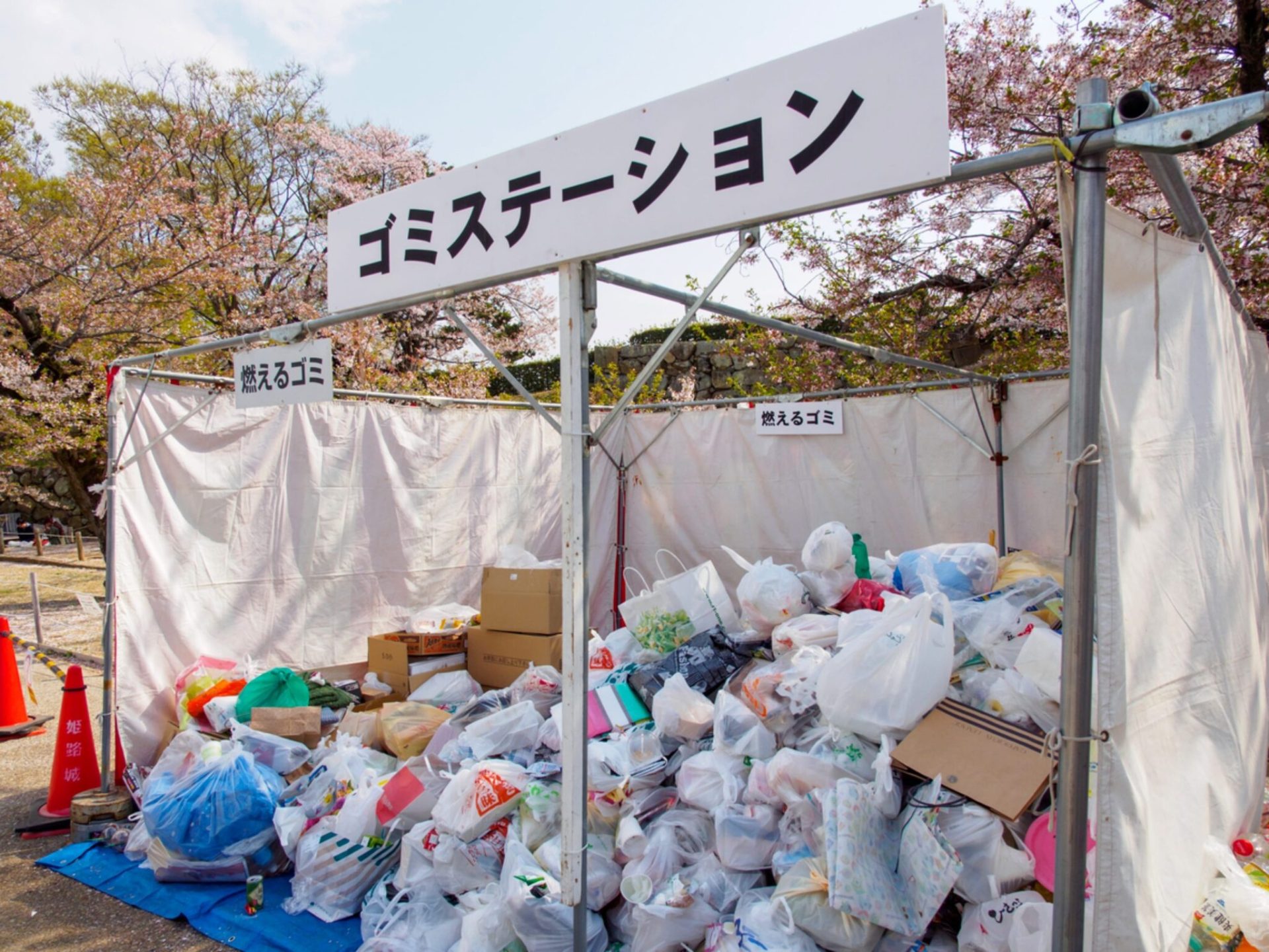 Loạt quy tắc cần nhớ khi đi ngắm hoa anh đào ở Nhật