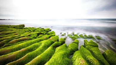 9 bãi biển nhuộm rêu khắp thế giới 9 bãi biển nhuộm rêu khắp thế giới