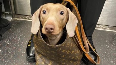 Khách đi tàu điện ngầm ở Mỹ sáng tạo cách xách chó Khách đi tàu điện ngầm ở Mỹ sáng tạo cách xách chó