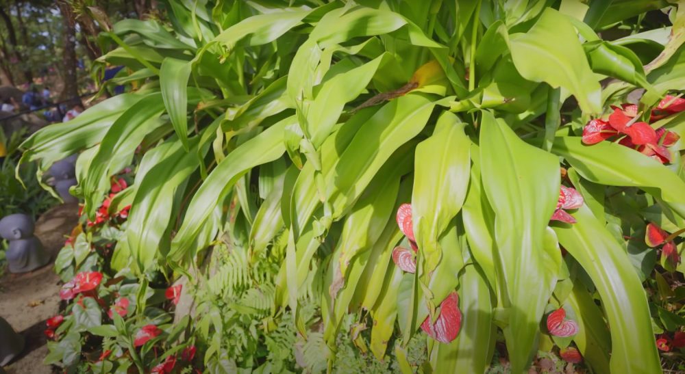 Đến núi Bà Đen cầu may, khám phá nhiều tập tục tín ngưỡng thú vị