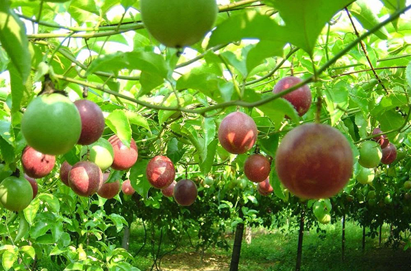 Cơ hội vươn tầm cho chanh dây Việt Nam Cơ hội vươn tầm cho chanh dây Việt Nam