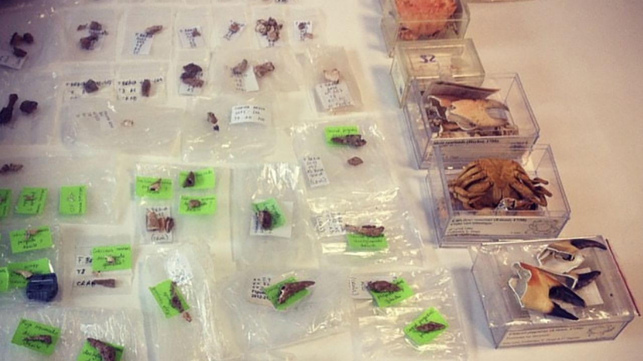 Món hải sản được người tiền sử yêu thích