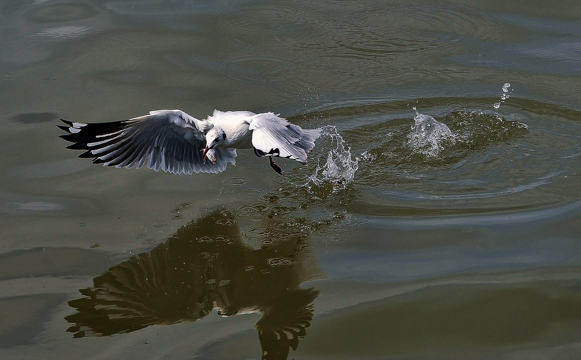 Khoảnh khắc chim hải âu săn mồi trên biển Kiên Giang