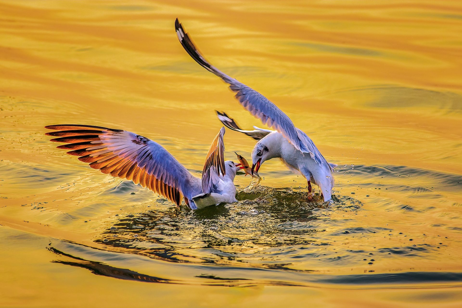 Khoảnh khắc chim hải âu săn mồi trên biển Kiên Giang