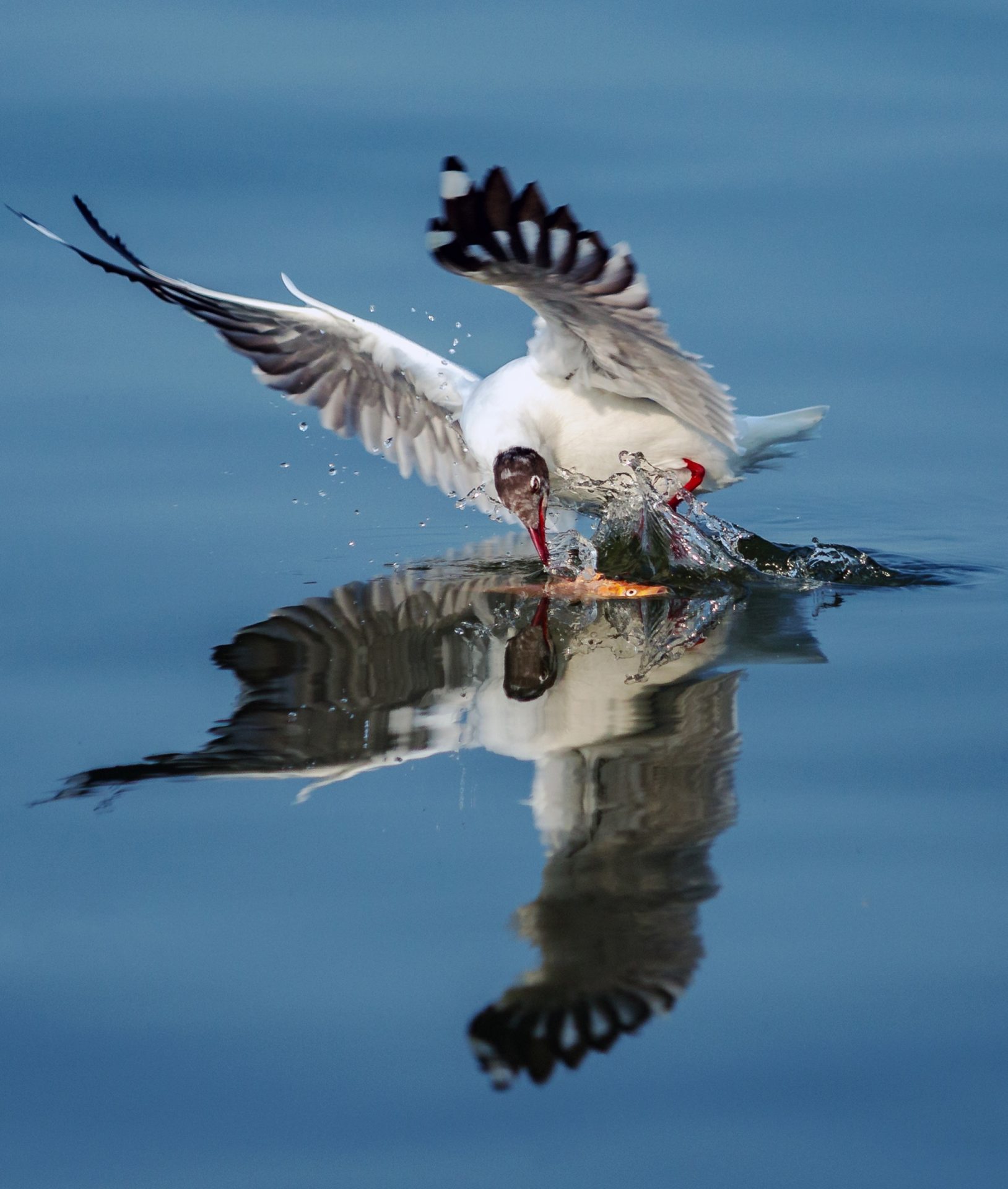 Khoảnh khắc chim hải âu săn mồi trên biển Kiên Giang