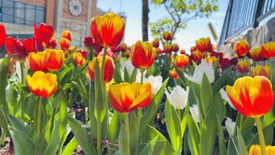 Du khách tấp nập lên núi Bà Đen ngắm hoa tulip cuối vụ Du khách tấp nập lên núi Bà Đen ngắm hoa tulip cuối vụ