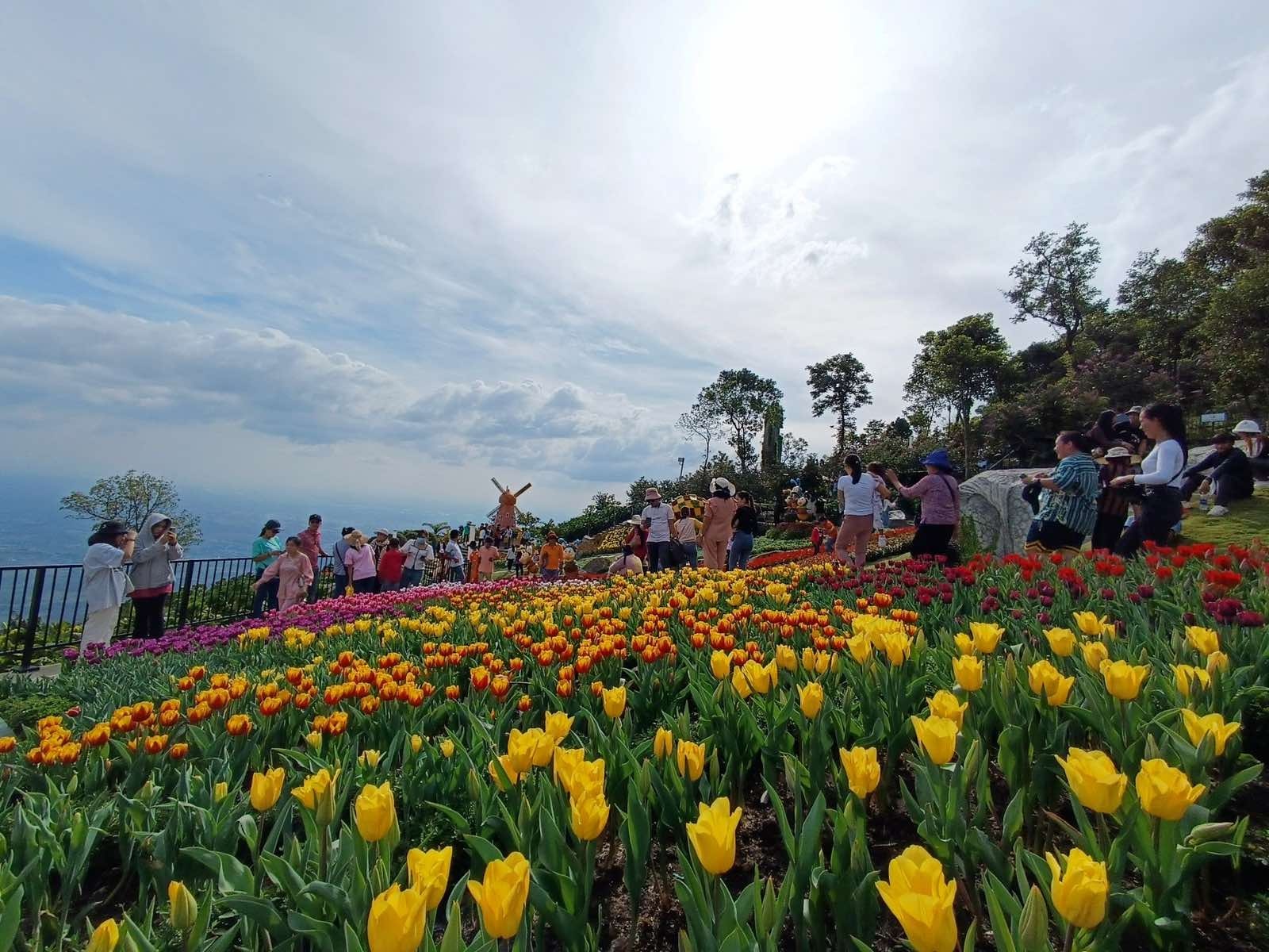 Du khách tấp nập lên núi Bà Đen ngắm hoa tulip cuối vụ Du khách tấp nập lên núi Bà Đen ngắm hoa tulip cuối vụ