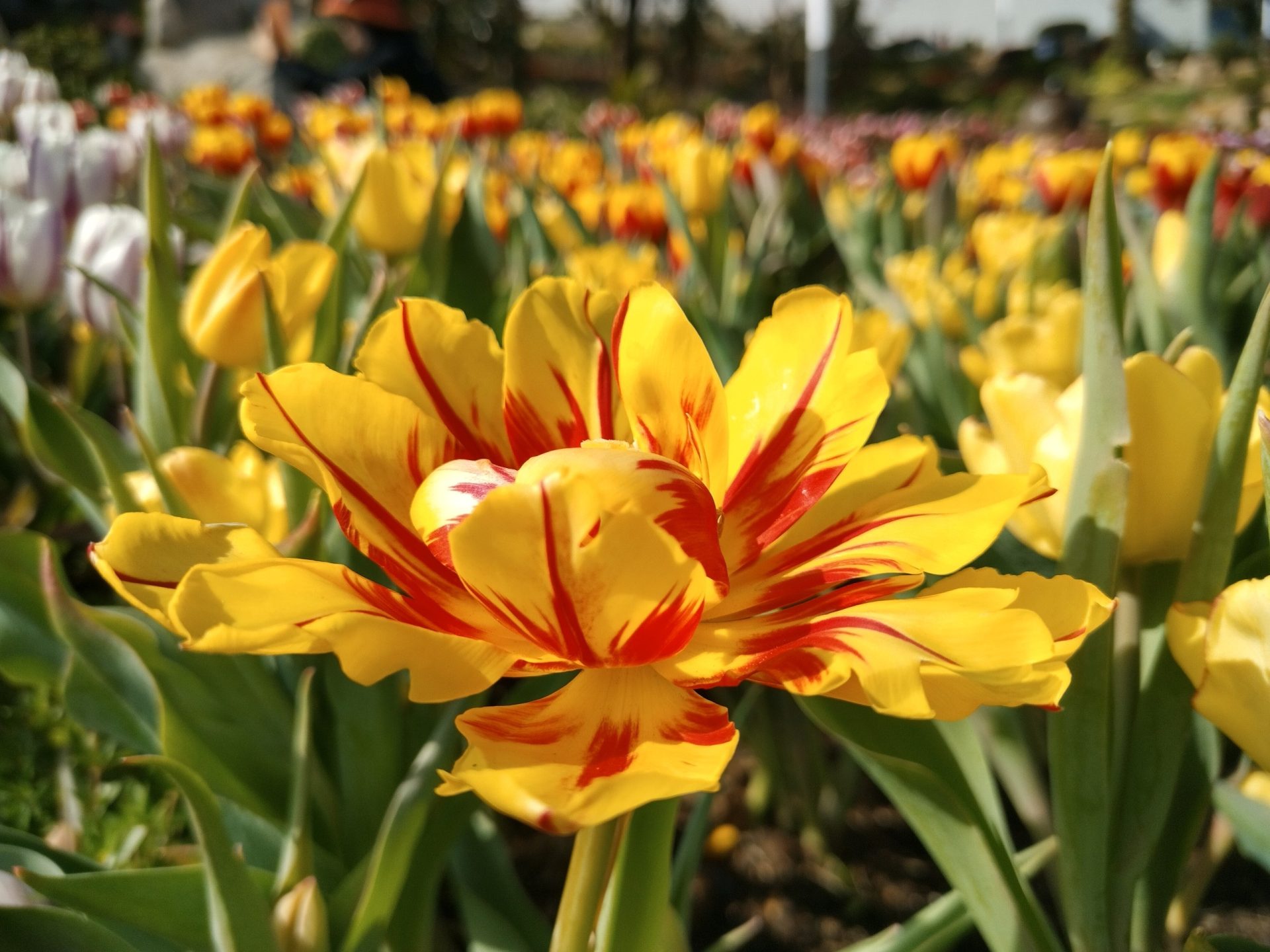 Du khách tấp nập lên núi Bà Đen ngắm hoa tulip cuối vụ Du khách tấp nập lên núi Bà Đen ngắm hoa tulip cuối vụ