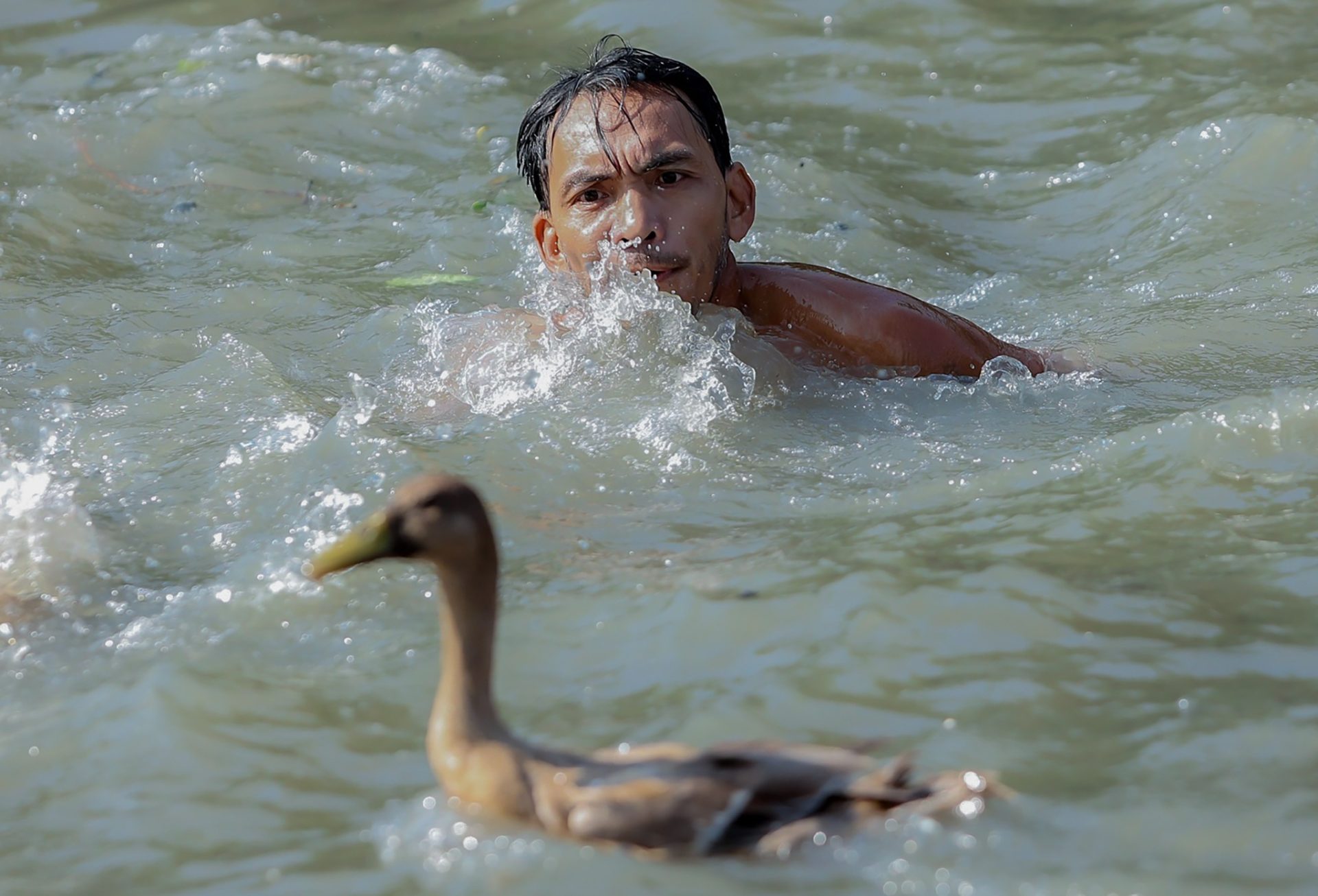 Hàng trăm thanh niên miền Tây lội sông bắt vịt để cầu may đầu năm