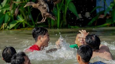 Hàng trăm thanh niên miền Tây lội sông bắt vịt để cầu may đầu năm Hàng trăm thanh niên miền Tây lội sông bắt vịt để cầu may đầu năm