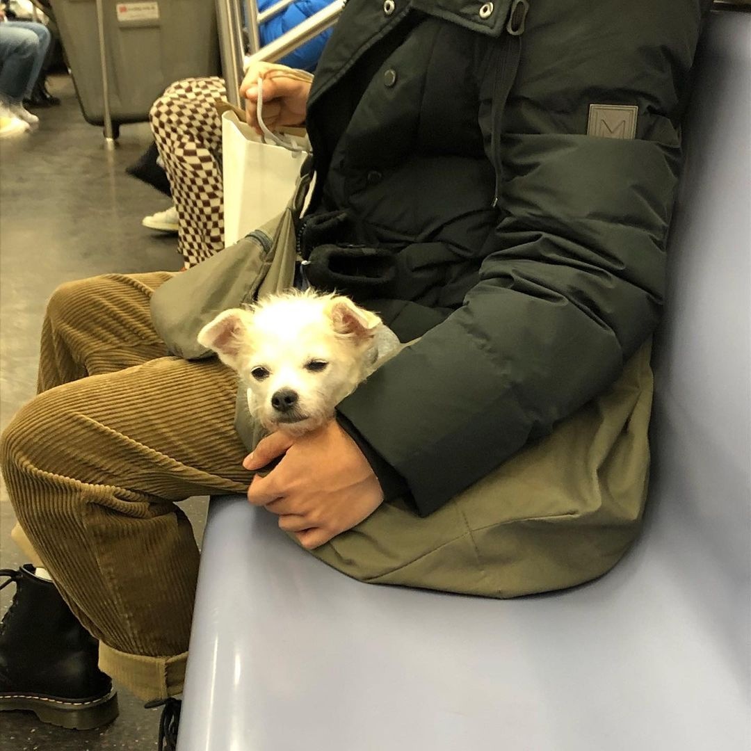Khách đi tàu điện ngầm ở Mỹ sáng tạo cách xách chó