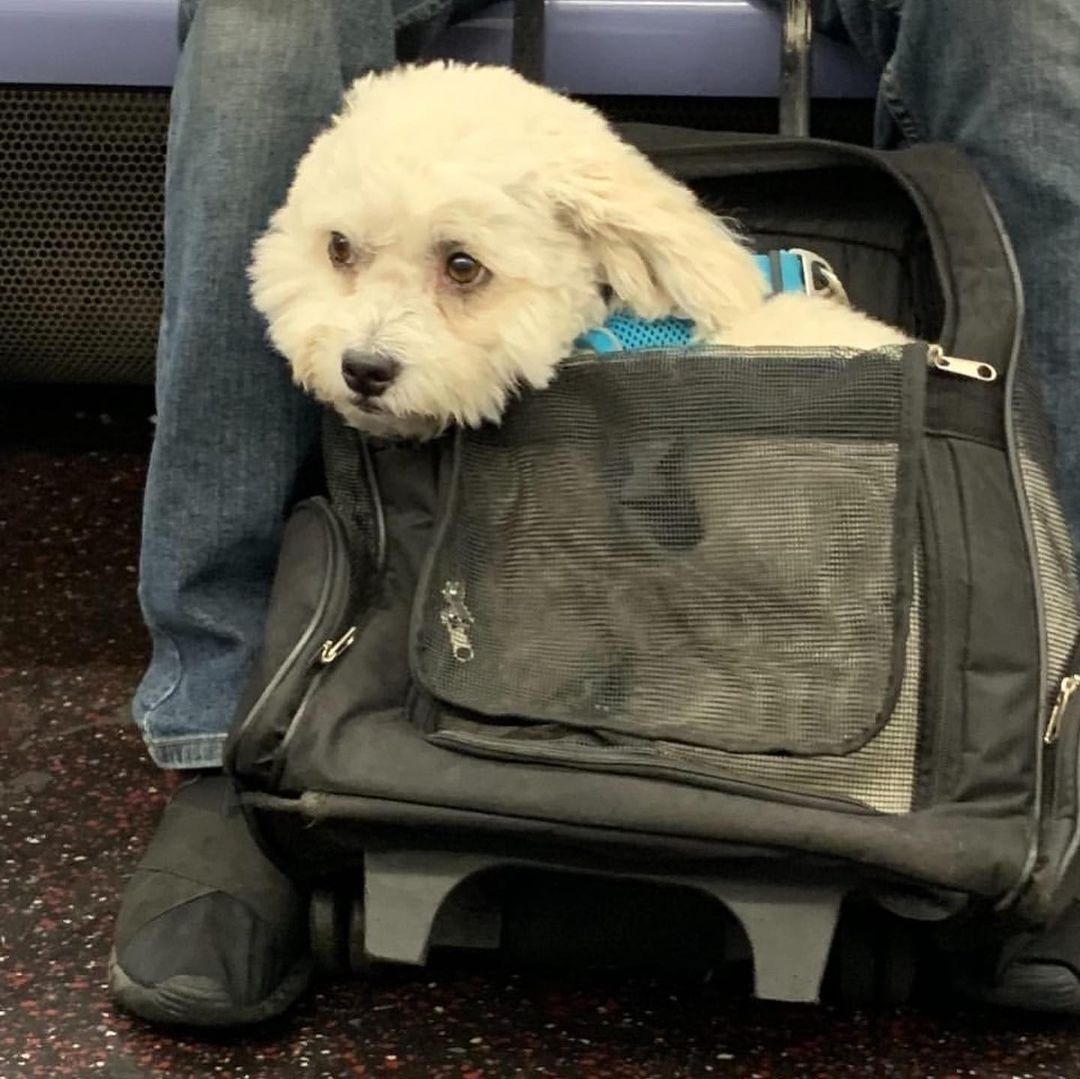 Khách đi tàu điện ngầm ở Mỹ sáng tạo cách xách chó