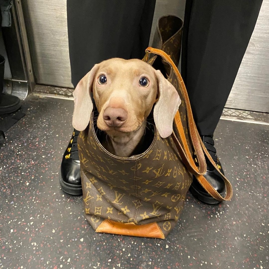 Khách đi tàu điện ngầm ở Mỹ sáng tạo cách xách chó