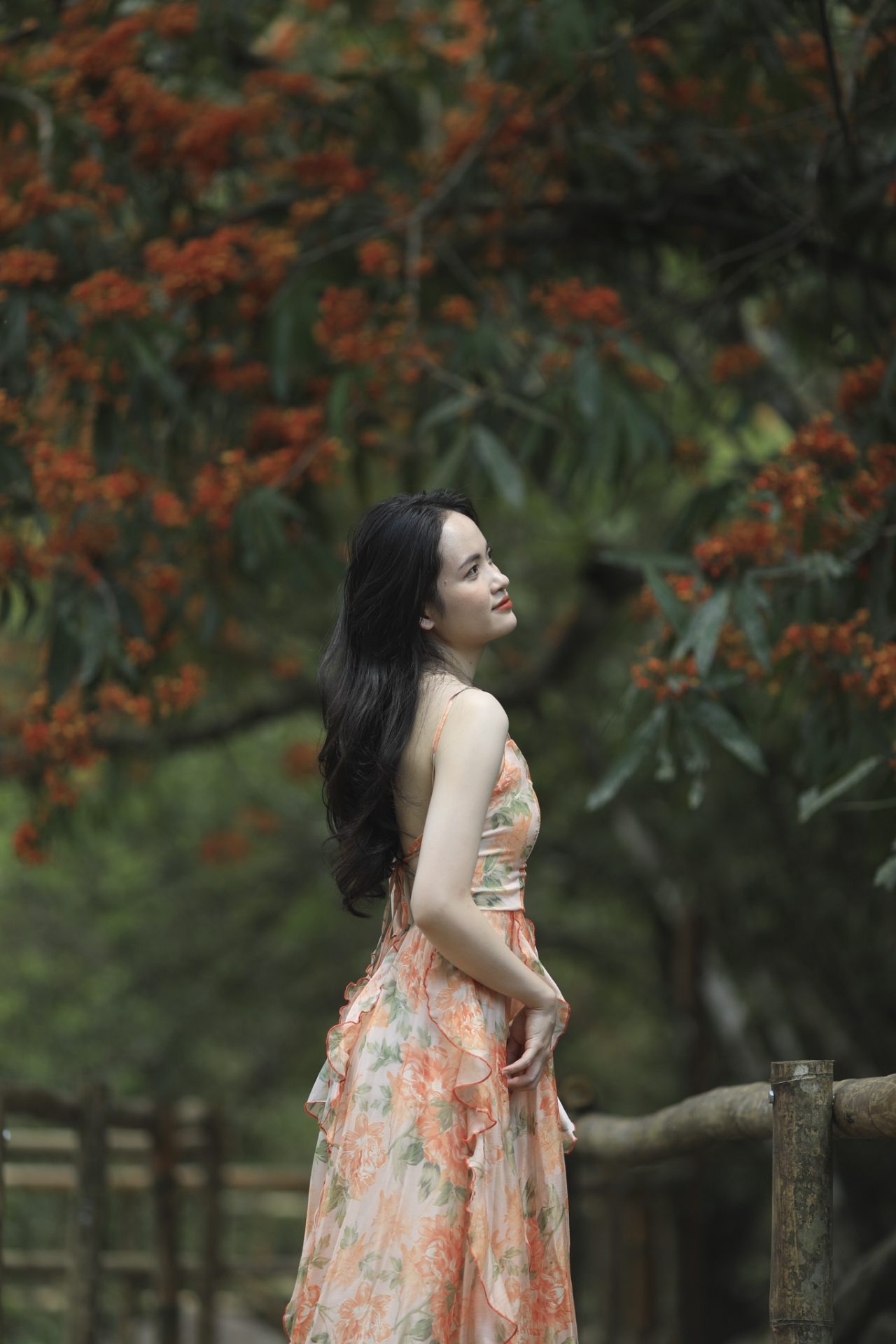 Hoa vàng anh khoe sắc ở vườn quốc gia Phong Nha - Kẻ Bàng Hoa vàng anh khoe sắc ở vườn quốc gia Phong Nha - Kẻ Bàng