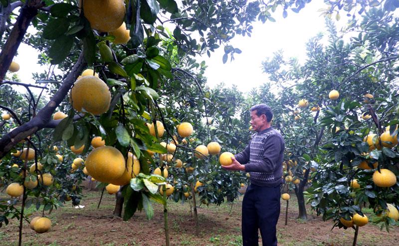 Xuất khẩu bưởi Diễn: Cơ hội trong tầm tay?