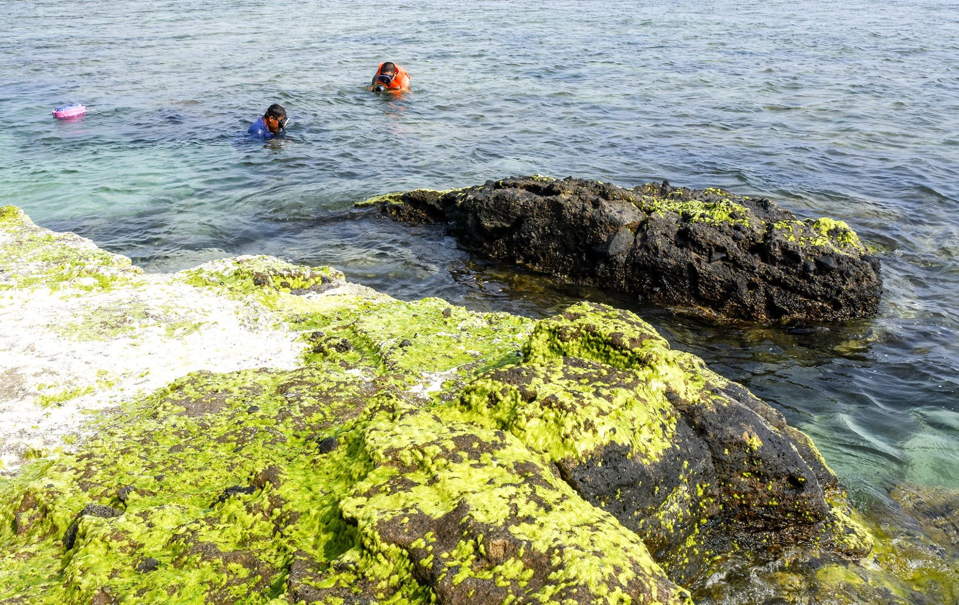 Thảm rêu xanh ở Lý Sơn