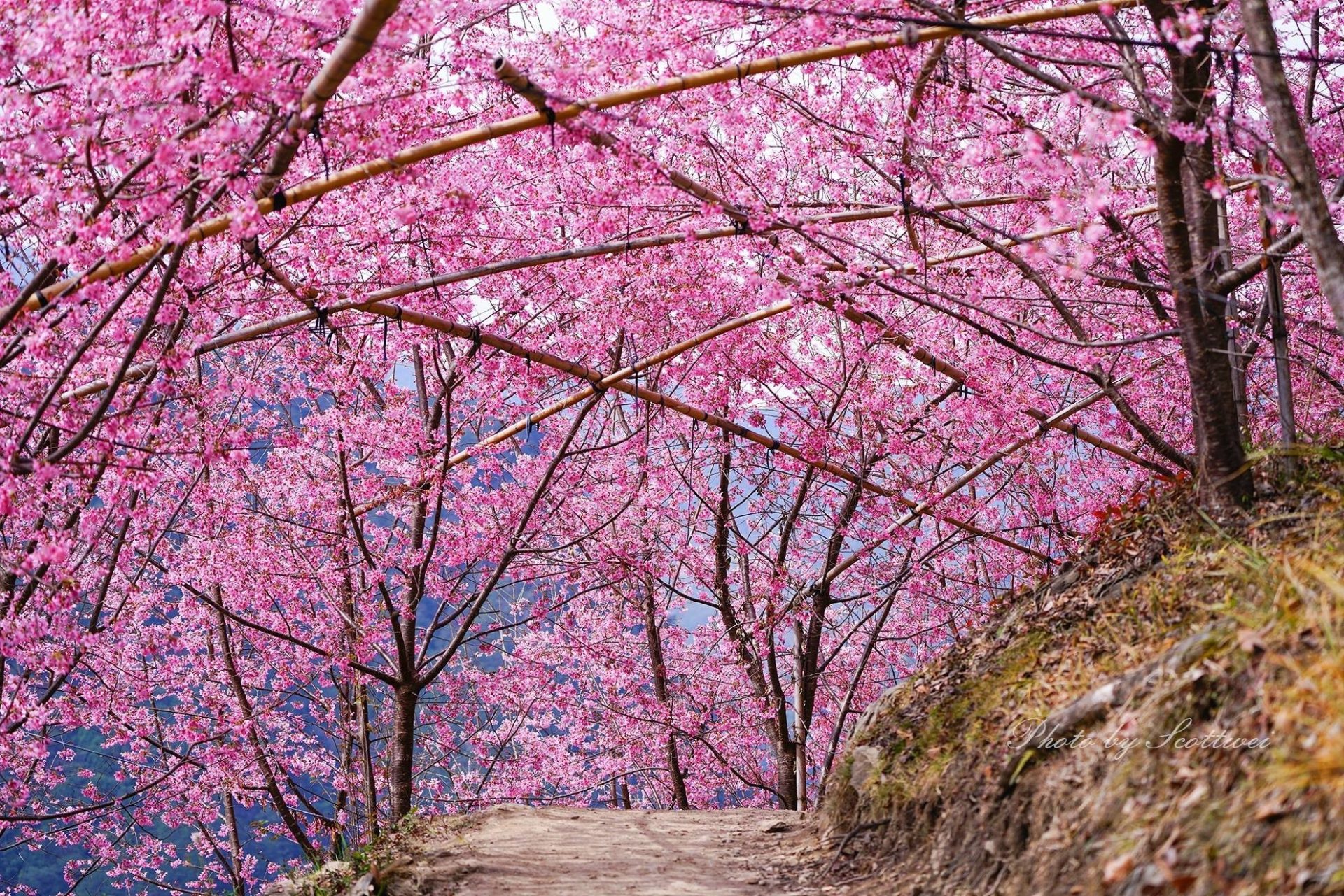 Mùa hoa anh đào ở Đài Loan Mùa hoa anh đào ở Đài Loan