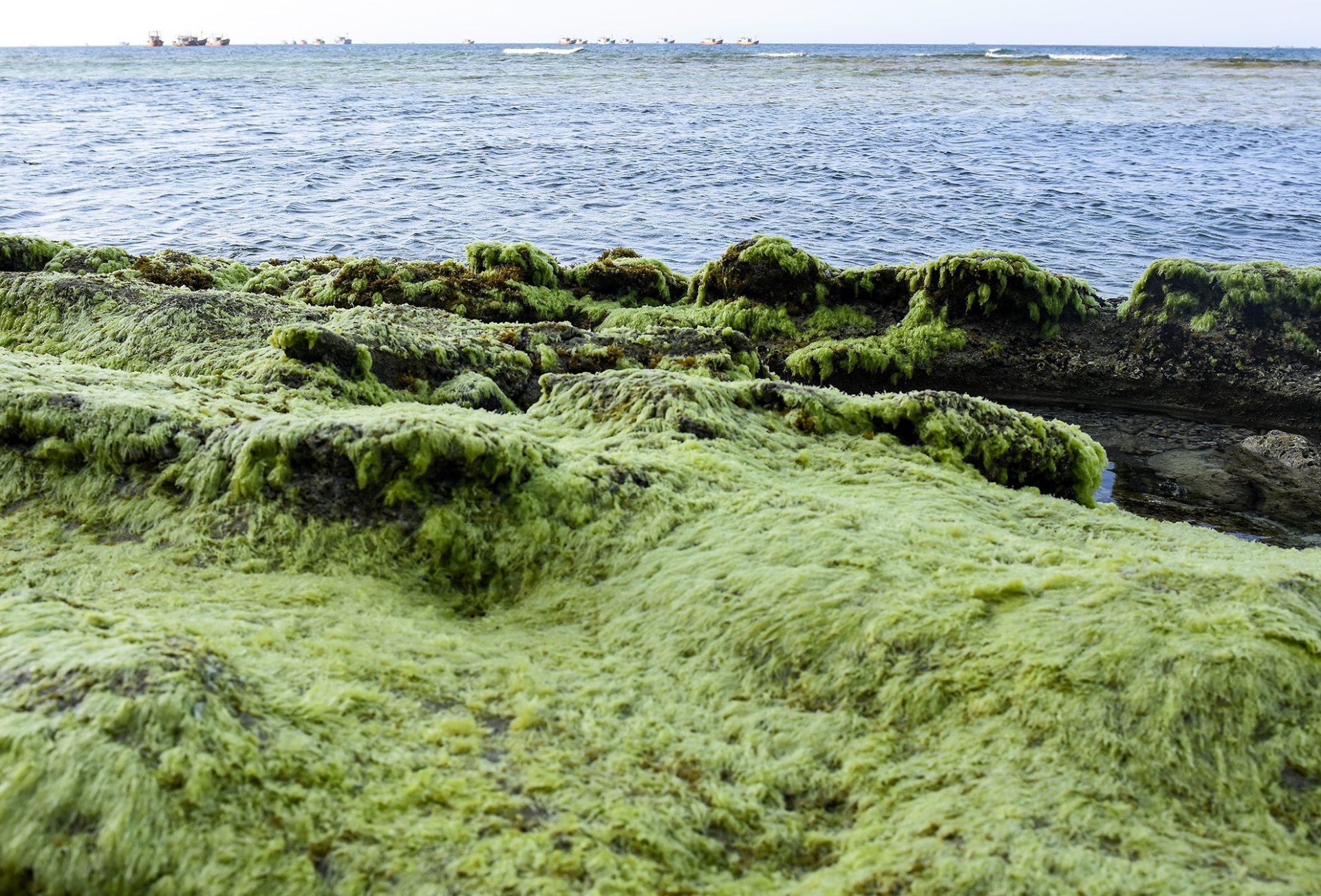 Thảm rêu xanh ở Lý Sơn