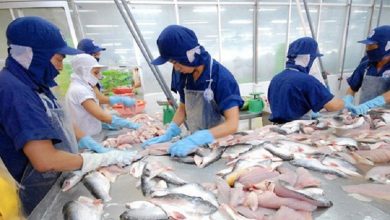 ANV gặp khó đầu ra ANV gặp khó đầu ra