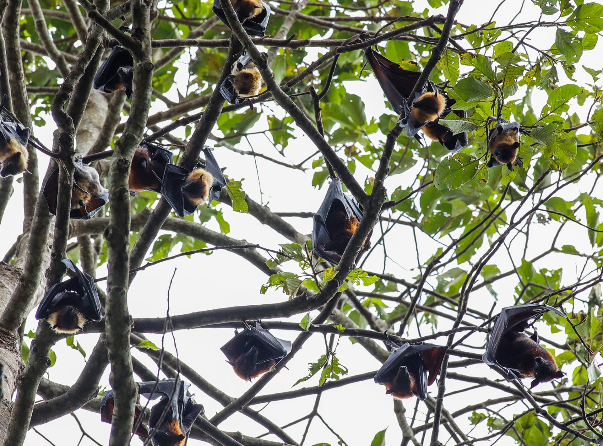 Ngôi chùa hơn 400 tuổi có hàng nghìn con dơi ở miền Tây