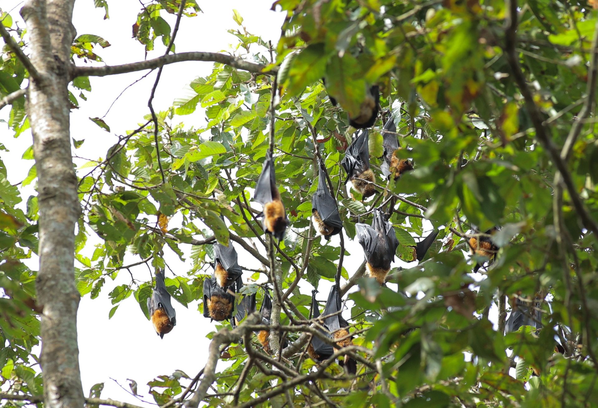 Ngôi chùa hơn 400 tuổi có hàng nghìn con dơi ở miền Tây