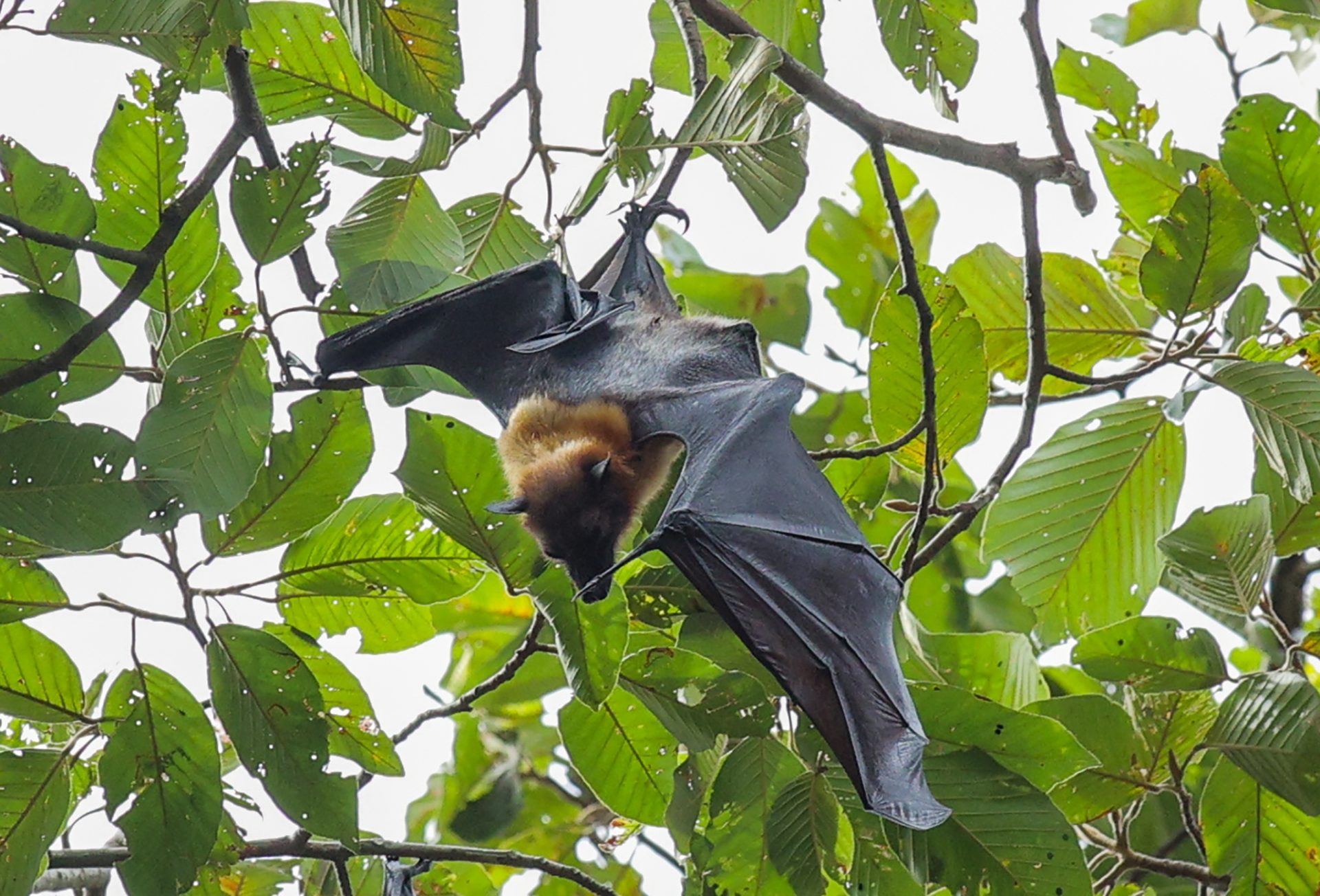 Ngôi chùa hơn 400 tuổi có hàng nghìn con dơi ở miền Tây