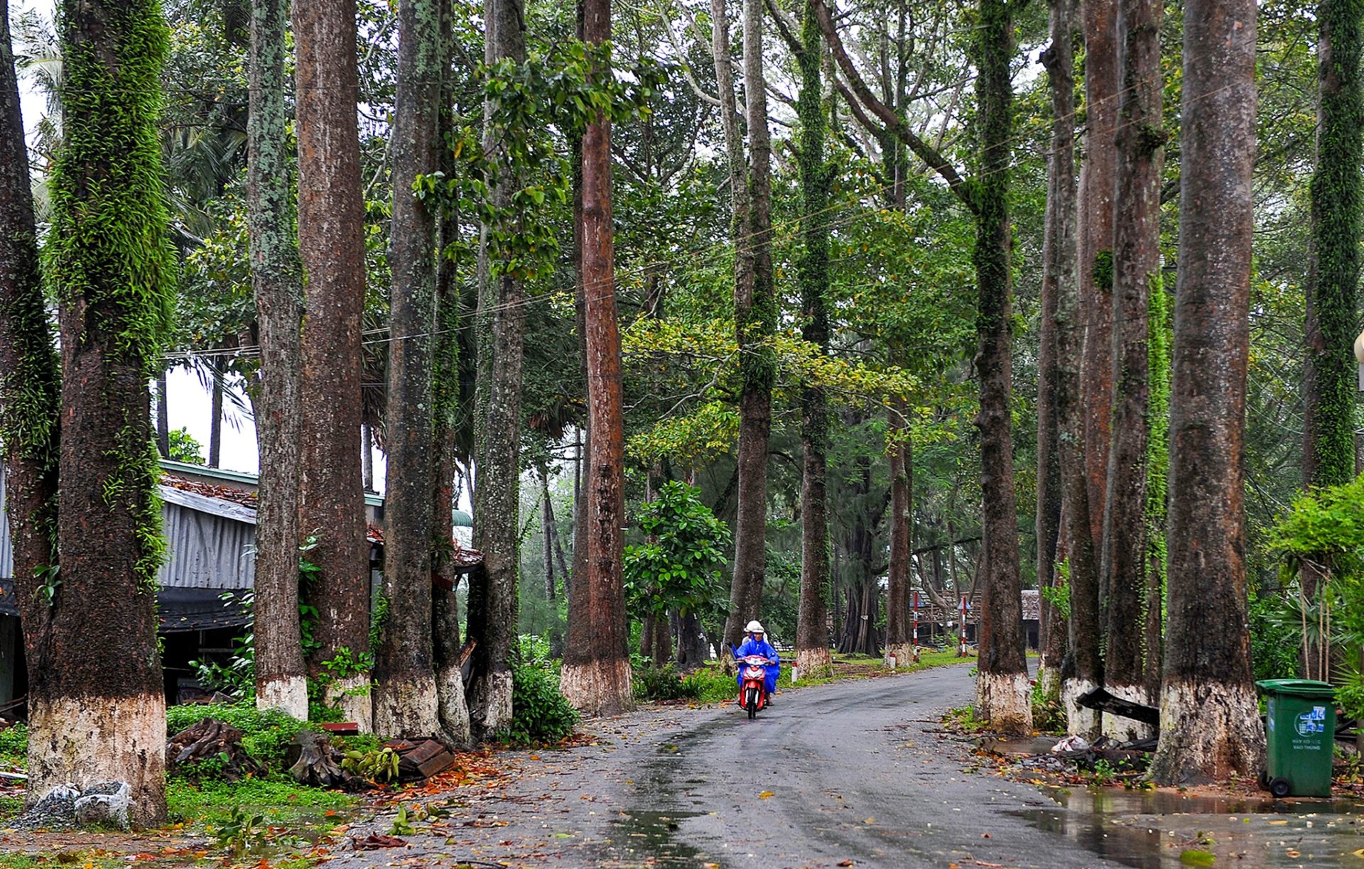Cung đường rợp bóng cây dầu trăm tuổi ở Kiên Giang
