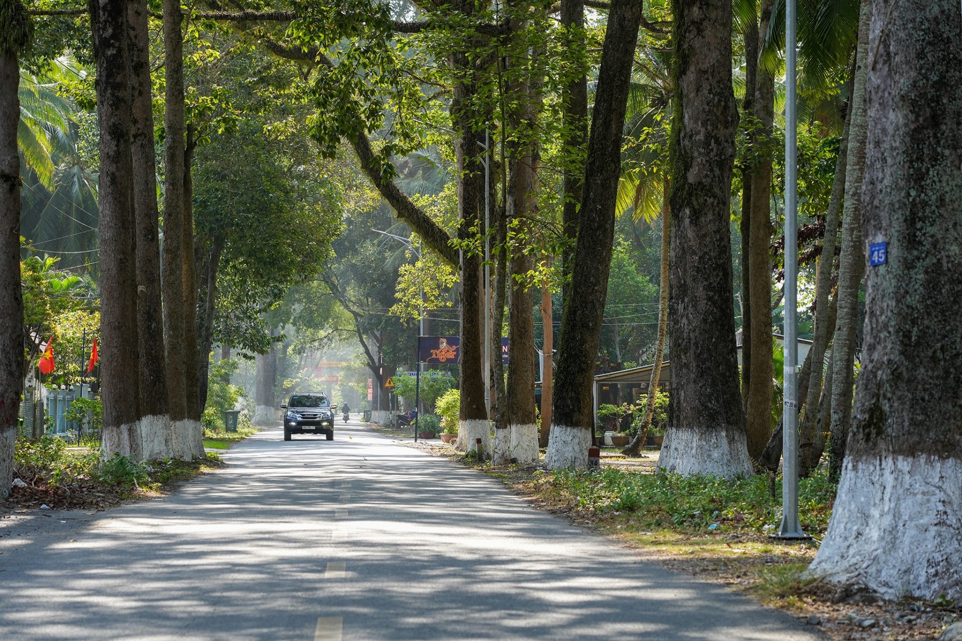 Cung đường rợp bóng cây dầu trăm tuổi ở Kiên Giang
